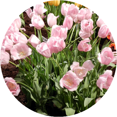 Тюльпаны сорта Розали оптом в Москве к 8 Марта 2016 года