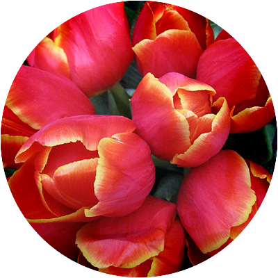 Тюльпаны сорта Веранди оптом в Москве к 8 Марта 2016 года