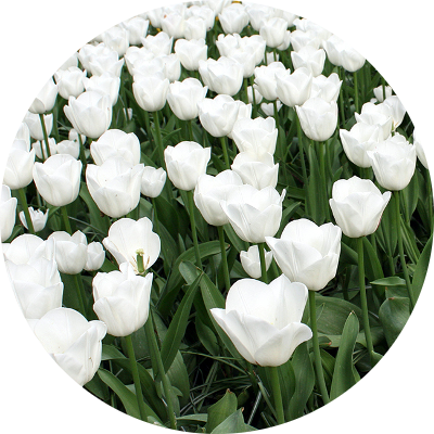 Тюльпаны сорта Хакун оптом в Москве к 8 Марта 2016 года