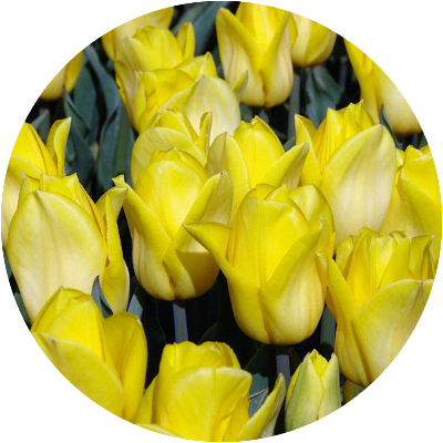 Тюльпаны сорта Стронг Голд оптом в Москве к 8 Марта 2016 года