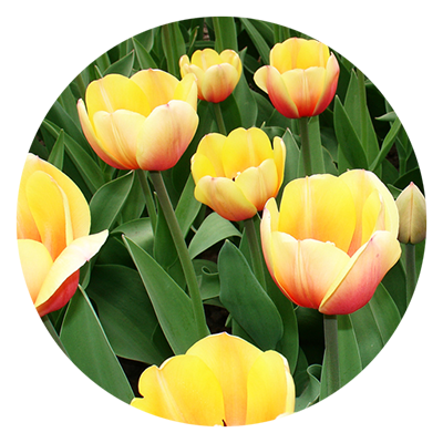 Тюльпаны сорта Лалибела оптом в Москве к 8 Марта 2016 года
