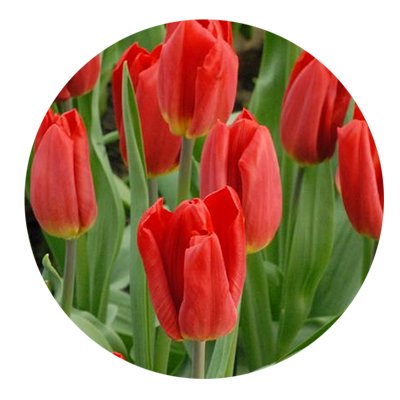 Тюльпаны сорта Стронг Файр оптом в Москве к 8 Марта 2016 года